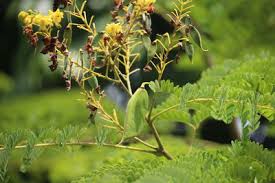 Image result for Caesalpinia sappan