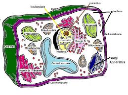 Maybe you would like to learn more about one of these? Red Onion Cell Plasmolysis Lab Notesbellwork Tues Oct
