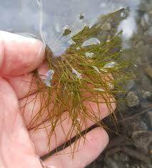 Image result for Stuckenia