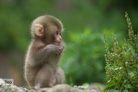 Pure Baby Cute Baby Monkey Cute Animals Cute Animals Puppies