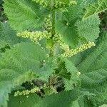 Image result for Urtica massaica