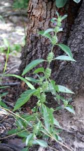 Image result for Justicia heterocarpa