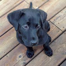 British Lab 3 Months Old Labrador Retriever Dogs And Puppies Dog Breeds