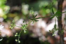 Image result for Galium stenophyllum