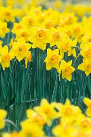 Enero A Diciembre 12 Meses De Nacimiento Flores Cual Es La Tuya