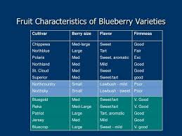 Fruit Characteristics Of Blueberry Varieties Cultivar Berry