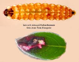 Image result for Mompha miscella