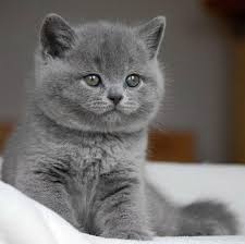 British Shorthair De Vanzare Pret British Shorthair Kittens British Shorthair Cats Cats