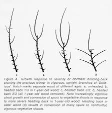 Check spelling or type a new query. Training And Pruning Apple Trees