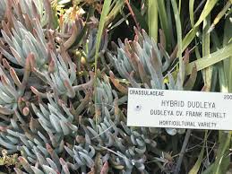 Image result for Emilia caespitosa