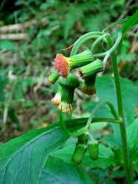 Image result for Crassocephalum crepidioides