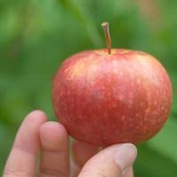 Apple tree pollination compatible apple varieties are selected on the basis of bloom times and flowering groups which are the same as your variety or in an overlapping group. Frostbite Apple Bare Root Trees Gilby S Orchard
