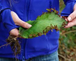 Image result for Bryophyllum