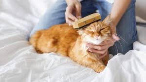 Kedilerde Tuy Bakimi Nasil Yapilir En Iyi Kedi Taraklari Kedi Blog