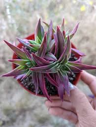 Image result for Crassula capitella