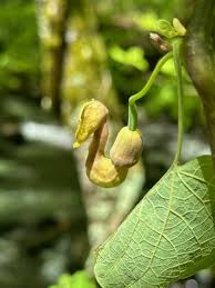 Image result for Rothmannia macrosiphon