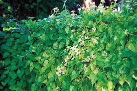 Image result for Mikania