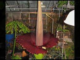 • the corpse flower uses its foul smell to attract pollinators which typically feed on dead animals. Corpse Flower Blooming Time Lapse June 27 29 2010 Youtube
