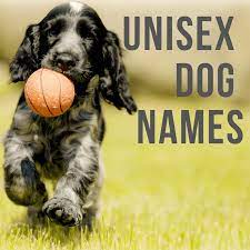 Most impressive ranking #55 in name 12/31/20 #55 in names 8/3/21 100 Unisex Or Gender Neutral Dog Names Pethelpful