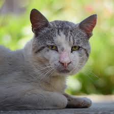 Zumindest kann man versuchen, den ursachen nachzugehen und die situation zu verändern, sodass man seine katze nicht verliert. 19 Jahrige Katze Verirrt Sich Im Wald Doch Die Besitzer Reagieren Vollig Unerwartet