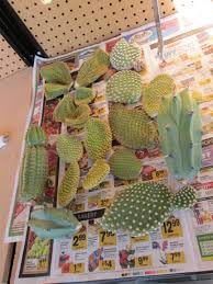 Image result for cactus cuttings