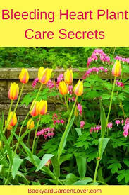 Some plants, including roses, poppies, and lilies take, for instance, all of the different meanings attributed to variously colored carnations: Bleeding Heart Plant Care Secrets You Should Know