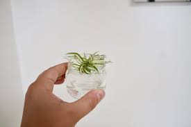 Though they have no signs of toxicity or poisoning, their hallucinogenic properties make the cats obsess and fascinate. Plant Portrait Spider Plants Leaf And Paw