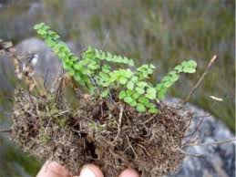 Image result for Asplenium normale