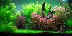 Balansae, this plant is believed by jacobsen to be a variant of c. Cryptocoryne Crispatula Var Balansae Balansa S Wasserkelch Flowgrow Wasserpflanzen Datenbank