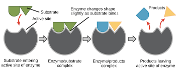 enzymes and the active site article khan academy