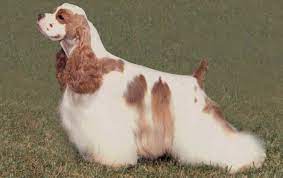 Ridgewood kennels has been placing cocker puppies for sale in pa, ny, nj, de, md, ri, and farther for more than 40 years! Celebrating The Cocker Spaniel American Kennel Club