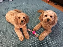Our puppies get well socialized with both with adults and kids. Sharing An Advanced Dog Training Tip To Stop A Mini Goldendoodle S Resource Guarding Dog Gone Problems