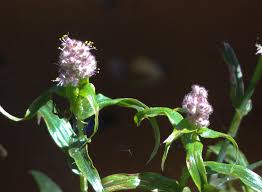 Image result for Floscopa glomerata