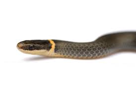 Snakes are very unpredictable creatures and some can be deadly. Ring Necked Snake Wikipedia