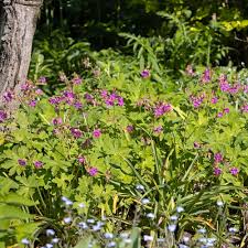 Image result for Geranium vagans