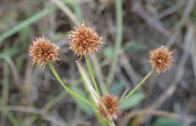 Image result for Rhynchospora holoschoenoides