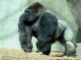 Silverback Gorilla Silverback Gorilla Animals Beautiful Animals Wild