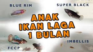 Page ini adalah untuk meraka yang mencari sumber makanan untuk anak ikan laga yang baru. Update Anak Ikan Laga Blue Rim Super Black Lain Lain 1 Bulan Ep7 Hobi Youtube