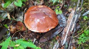 Image result for Sutorius eximius