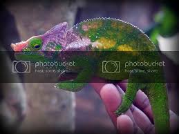 O'shaughnessyho chameleon má geografické rozpětí asi 18 000 kilometrů čtverečních (6 950 čtverečních mil) po celé jihovýchodní části centrální vysočiny madagaskaru. Calumma O Shaughnessy For Sale Chameleon Forums