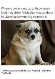 Pin On Dogs Funny