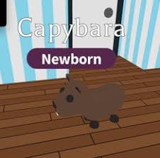 Use these currencies to upgrade your backpack capacity and increase the power of your smashing hammer! Capybara Adopt Me Wiki Fandom