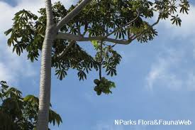 Image result for Sterculia quinqueloba