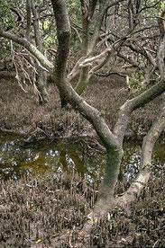 Image result for Avicennia marina