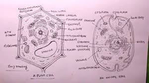 The working together of all cells gives an animal its ability. Animal Cell And Plant Cell Diagram For Class 9 Animal West