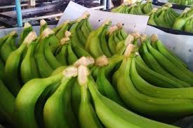 Bananas are cultivated for local consumption by smallholders, and only about 12% of the total production is. Cerita Gunawan Tanam Pisang Cavendish Dan Raup Untung Rp 150 Juta Pada Panen Pertama Halaman All Kompas Com