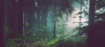 There are going to be a handful of situations when you're stuck in the wild without the sufficient materials needed to boil your water. Make Or Break Moment For Forests Un News