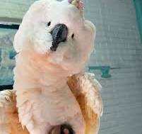 Moluccan Cockatoo for Sale - Find Your Perfect Feathered ...