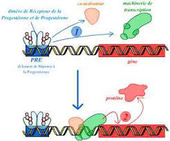 Treatment during the proliferative phase suppresses follicular development and postpones the estrogen and luteinizing hormone surge, but does not alter endometrial morphology. Ru 486 Et Recepteur De La Progesterone Planet Vie