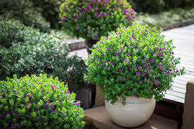 Image result for Polygala